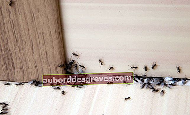 Menyingkirkan semut di rumah