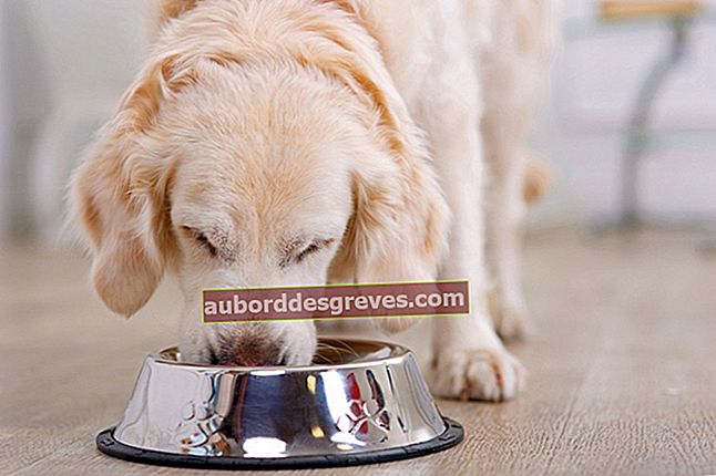 เคล็ดลับของเราในการให้อาหารสุนัขของคุณอย่างถูกต้อง