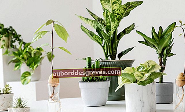 Prenditi cura delle tue piante d'appartamento