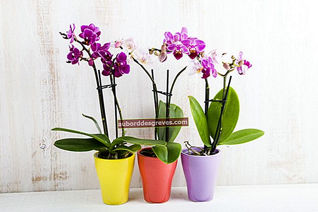 Gießen Sie Ihre Orchideen, Kredit: Elena Blokhina - Shutterstock