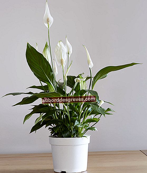 Innaffiare uno spathiphyllum, Credito: John C Evans - Shutterstock