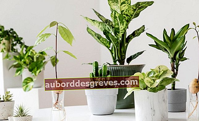 Innaffia le tue piante d'appartamento