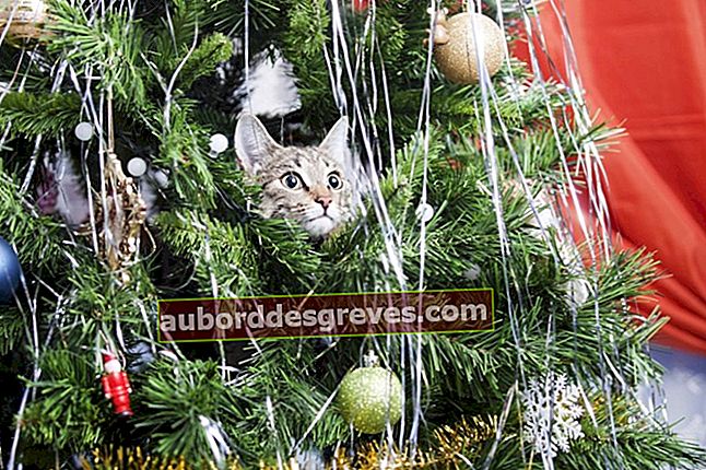 Satukan kucing dan pohon Natal