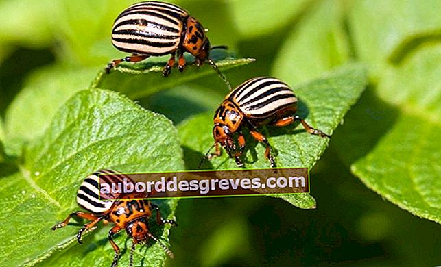 Colorado Käfer im Gemüsegarten loswerden