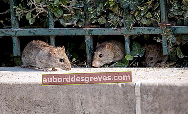 Sbarazzati dei topi