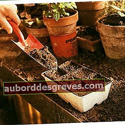Die Aussaat in Torfbechern ist ideal für Melonen. Füllen Sie sie zunächst mit normalem Boden oder besser mit Blumenerde.