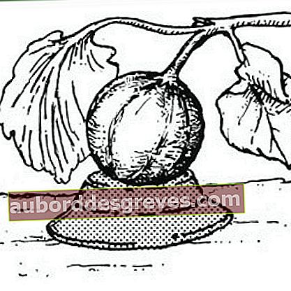 Tip yang bagus untuk melindungi buah: pisahkan melon dari tanah menggunakan piring terbalik.