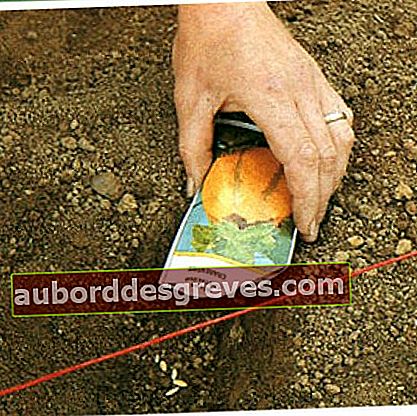 Di wilayah selatan, penaburan dilakukan di tanah, dalam kantong dengan jarak sekitar 80 cm. Beberapa benih juga ditanam di sana.