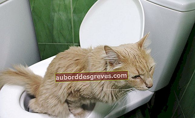 9 consigli per rimuovere l'odore di urina del gatto