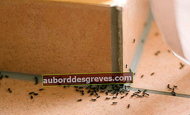 Petua untuk mengatasi pencerobohan semut