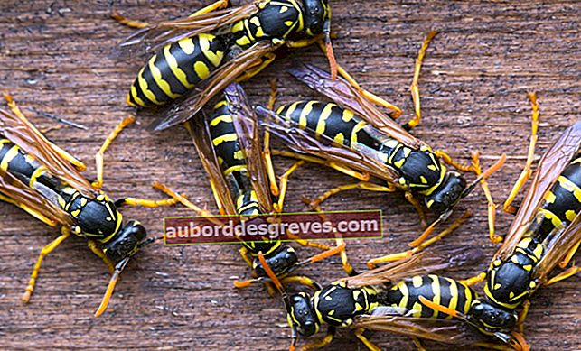 7 consigli pratici per sbarazzarsi delle vespe