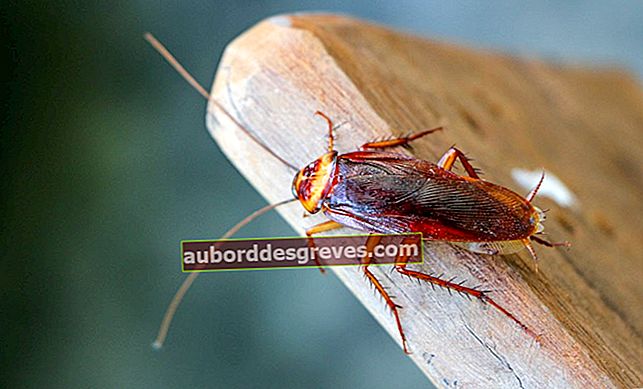 Come combattere gli scarafaggi in casa?