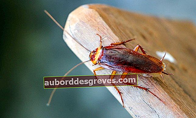 Elimina gli scarafaggi