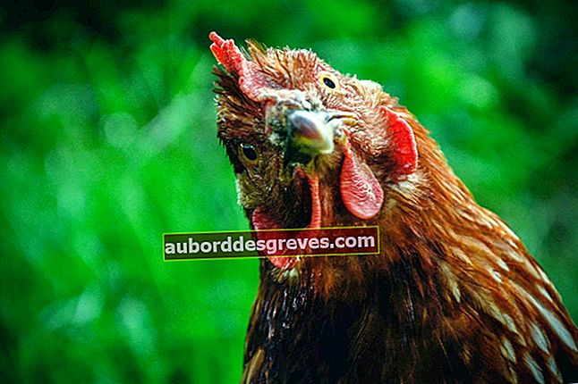 6 Tipps und Regeln, um Hühner zu Hause zu haben