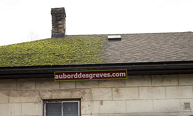 Tips menghilangkan lumut dari atap