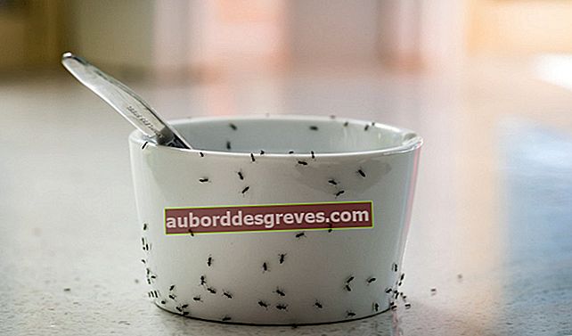 Verwenden Sie Essig, um Ameisen effektiv abzuwehren