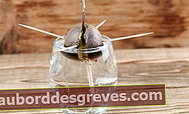 Un seme di avocado in piena germinazione - IngridHS - Shutterstock