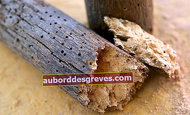 Tipps zur Beseitigung von Holzwürmern