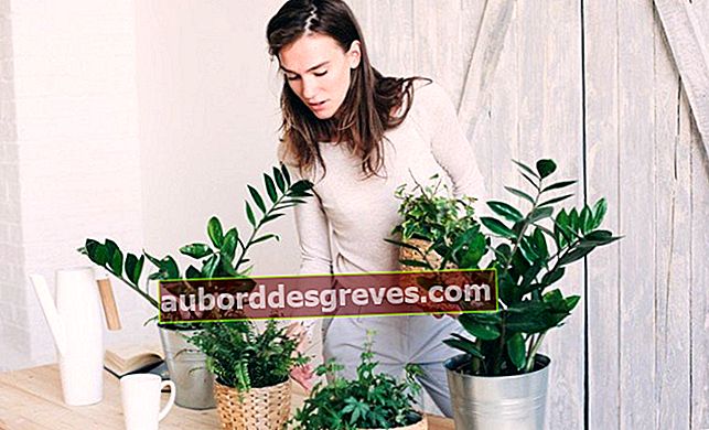 Annaffiare le piante d'appartamento