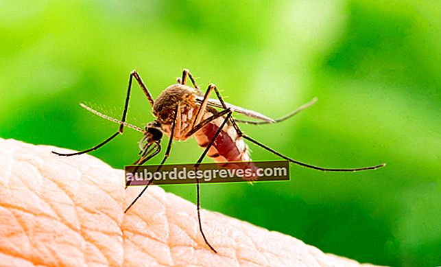 11 wirksame Mückenschutzmittel Oma Heilmittel