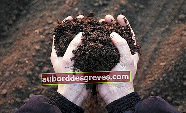 Fai da te per realizzare il tuo fertilizzante con rifiuti e compost