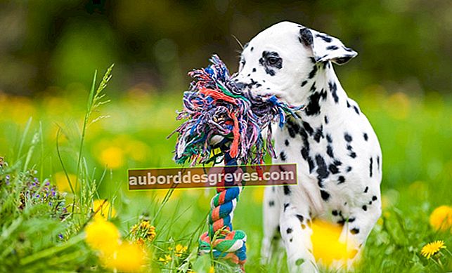튜토리얼 : 개를위한 장난감 만들기