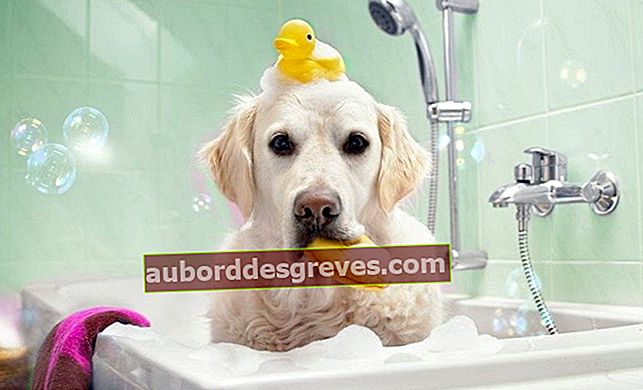 Fare il bagno al tuo cane