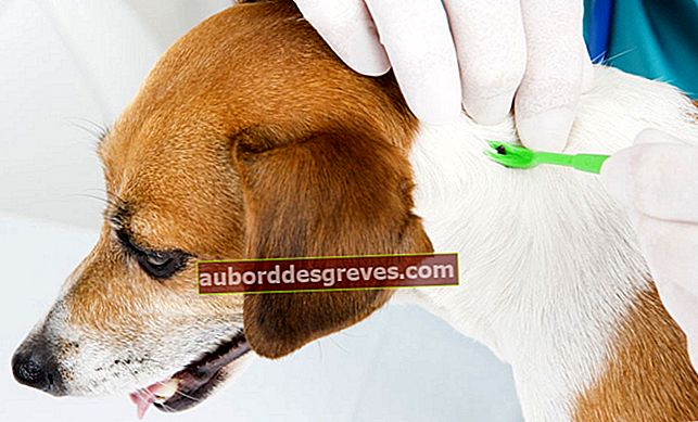 Hundezecken: Wie entferne ich sie richtig?
