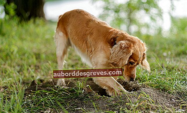 Cegah anjing Anda menggali lubang di taman