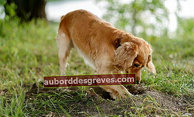 Menemukan solusi untuk mencegah anjing menggali lubang di taman