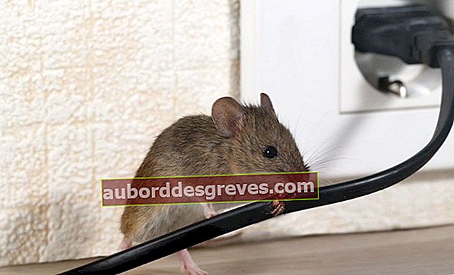 Takuti tikus jauh dari rumah