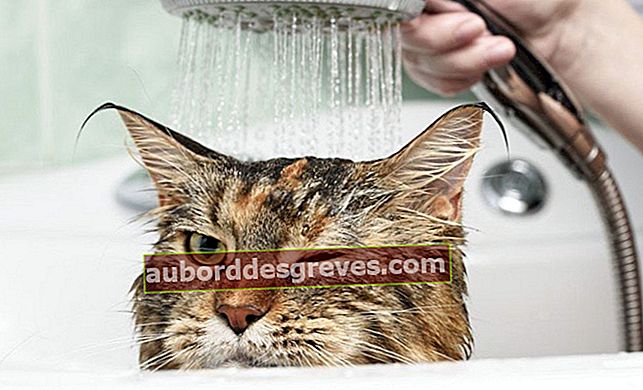 Cuci kucing Anda