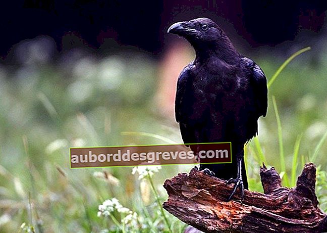14 consigli per spaventare i corvi