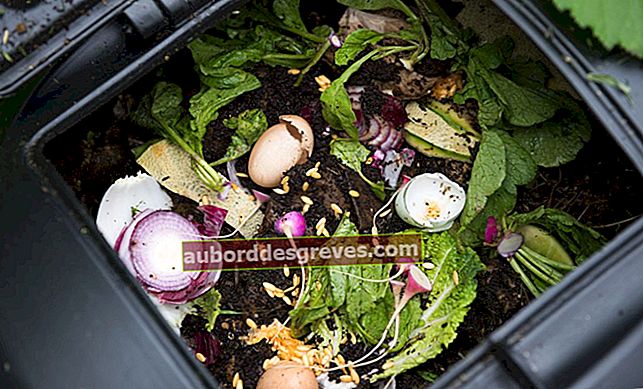Cosa puoi mettere o meno nel tuo compost?