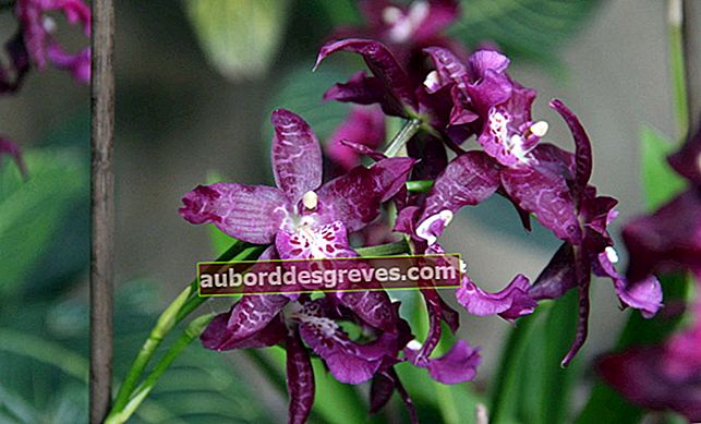 Orchidea - P. Kadijevic per Rustica