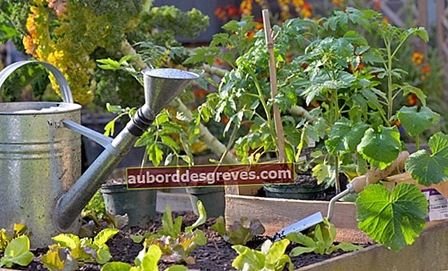 Tips untuk membuat kebun sayur yang sukses