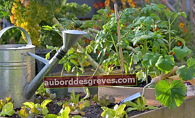 Sukses di kebun sayur Anda