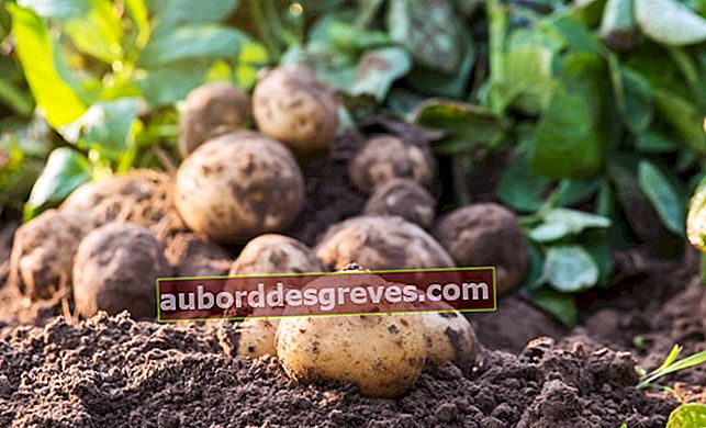 3 consigli da fare con le patate in giardino